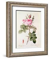 Rosa Bifera Officinalis, from "Les Roses" by Claude Antoine Thory-Pierre-Joseph Redouté-Framed Giclee Print