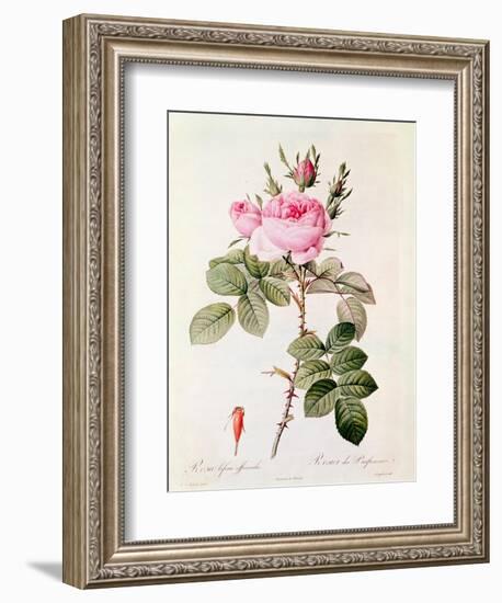 Rosa Bifera Officinalis, from "Les Roses" by Claude Antoine Thory-Pierre-Joseph Redouté-Framed Giclee Print