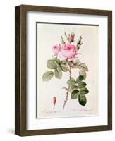 Rosa Bifera Officinalis, from "Les Roses" by Claude Antoine Thory-Pierre-Joseph Redouté-Framed Giclee Print
