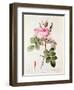 Rosa Bifera Officinalis, from "Les Roses" by Claude Antoine Thory-Pierre-Joseph Redouté-Framed Giclee Print