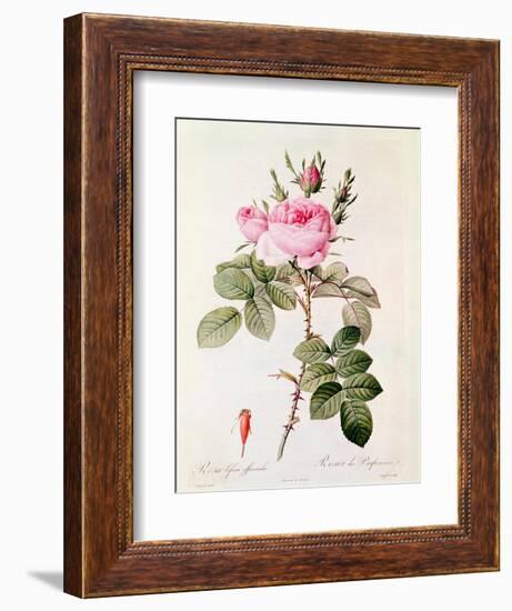 Rosa Bifera Officinalis, from "Les Roses" by Claude Antoine Thory-Pierre-Joseph Redouté-Framed Giclee Print