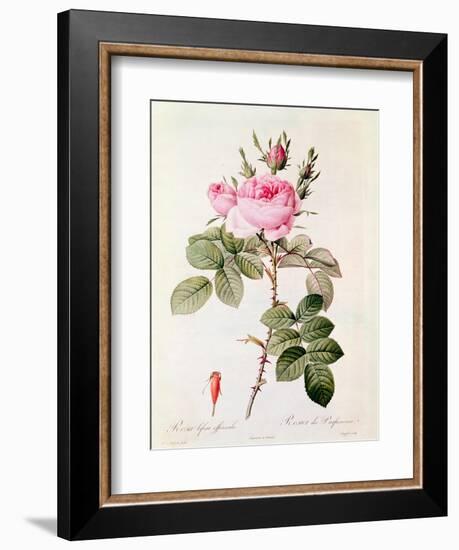 Rosa Bifera Officinalis, from "Les Roses" by Claude Antoine Thory-Pierre-Joseph Redouté-Framed Giclee Print