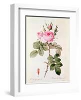 Rosa Bifera Officinalis, from "Les Roses" by Claude Antoine Thory-Pierre-Joseph Redouté-Framed Giclee Print