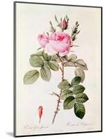 Rosa Bifera Officinalis, from "Les Roses" by Claude Antoine Thory-Pierre-Joseph Redouté-Mounted Giclee Print