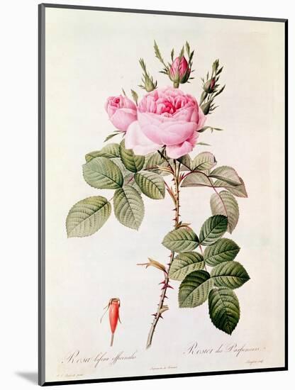 Rosa Bifera Officinalis, from "Les Roses" by Claude Antoine Thory-Pierre-Joseph Redouté-Mounted Giclee Print