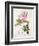 Rosa Bifera Officinalis, from "Les Roses" by Claude Antoine Thory-Pierre-Joseph Redouté-Framed Giclee Print