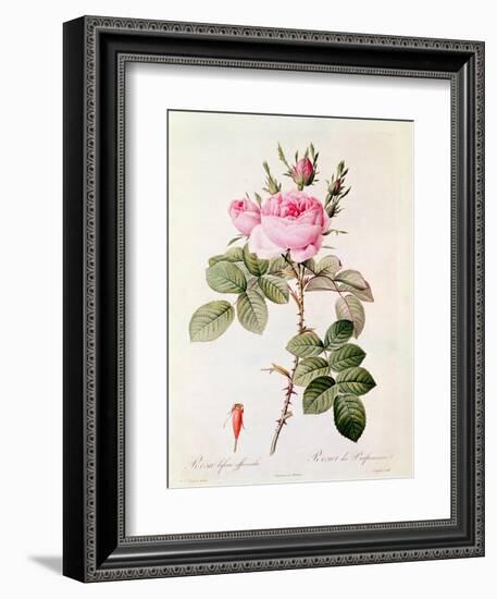 Rosa Bifera Officinalis, from "Les Roses" by Claude Antoine Thory-Pierre-Joseph Redouté-Framed Giclee Print