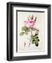 Rosa Bifera Officinalis, from "Les Roses" by Claude Antoine Thory-Pierre-Joseph Redouté-Framed Giclee Print