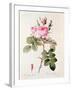 Rosa Bifera Officinalis, from "Les Roses" by Claude Antoine Thory-Pierre-Joseph Redouté-Framed Giclee Print