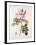 Rosa Bifera Officinalis, from "Les Roses" by Claude Antoine Thory-Pierre-Joseph Redouté-Framed Giclee Print