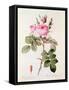 Rosa Bifera Officinalis, from "Les Roses" by Claude Antoine Thory-Pierre-Joseph Redouté-Framed Stretched Canvas