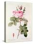 Rosa Bifera Officinalis, from "Les Roses" by Claude Antoine Thory-Pierre-Joseph Redouté-Stretched Canvas