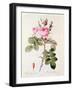 Rosa Bifera Officinalis, from "Les Roses" by Claude Antoine Thory-Pierre-Joseph Redouté-Framed Giclee Print