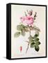 Rosa Bifera Officinalis, from "Les Roses" by Claude Antoine Thory-Pierre-Joseph Redouté-Framed Stretched Canvas