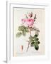 Rosa Bifera Officinalis, from "Les Roses" by Claude Antoine Thory-Pierre-Joseph Redouté-Framed Giclee Print