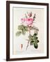 Rosa Bifera Officinalis, from "Les Roses" by Claude Antoine Thory-Pierre-Joseph Redouté-Framed Giclee Print