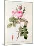 Rosa Bifera Officinalis, from "Les Roses" by Claude Antoine Thory-Pierre-Joseph Redouté-Mounted Giclee Print