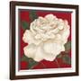 Rosa Blanca Grande II-Judy Shelby-Framed Art Print