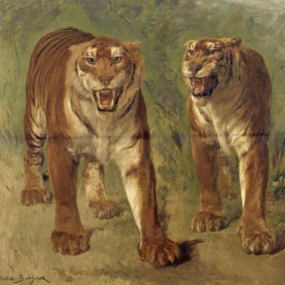 Tigre royal furieux