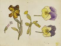 Study of Flowers - Pansy, Wallflower, 19Th Century (Pen, Ink, Watercolour)-Rosa Brett-Giclee Print