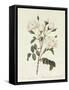 Rosa Campanulata Alba-Pierre-Joseph Redouté-Framed Stretched Canvas