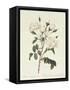 Rosa Campanulata Alba-Pierre-Joseph Redouté-Framed Stretched Canvas