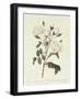 Rosa Campanulata Alba-Pierre-Joseph Redouté-Framed Premium Giclee Print