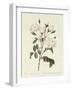 Rosa Campanulata Alba-Pierre-Joseph Redouté-Framed Premium Giclee Print