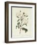 Rosa Campanulata Alba-Pierre-Joseph Redouté-Framed Giclee Print