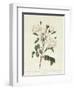 Rosa Campanulata Alba-Pierre-Joseph Redouté-Framed Giclee Print