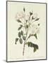 Rosa Campanulata Alba-Pierre-Joseph Redouté-Mounted Giclee Print