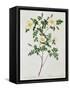 Rosa Candolleana Elegans-Pierre-Joseph Redouté-Framed Stretched Canvas