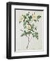 Rosa Candolleana Elegans-Pierre-Joseph Redouté-Framed Giclee Print