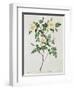 Rosa Candolleana Elegans-Pierre-Joseph Redouté-Framed Giclee Print