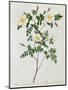 Rosa Candolleana Elegans-Pierre-Joseph Redouté-Mounted Giclee Print