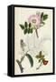 Rosa Canina Common Dog-Rose-null-Framed Stretched Canvas