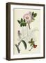 Rosa Canina Common Dog-Rose-null-Framed Giclee Print