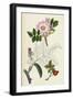 Rosa Canina Common Dog-Rose-null-Framed Giclee Print