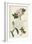 Rosa Canina Common Dog-Rose-null-Framed Giclee Print