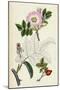 Rosa Canina Common Dog-Rose-null-Mounted Giclee Print