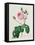 Rosa Centifolia Bullata-Pierre-Joseph Redouté-Framed Stretched Canvas