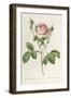 Rosa Centifolia Carnea, From'Les Roses', 19th Century-Pierre-Joseph Redouté-Framed Giclee Print