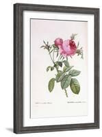Rosa Centifolia Foliacea-Pierre-Joseph Redouté-Framed Giclee Print