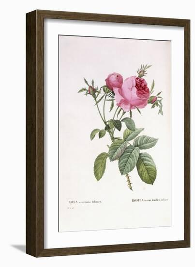 Rosa Centifolia Foliacea-Pierre-Joseph Redouté-Framed Giclee Print