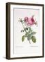 Rosa Centifolia Foliacea-Pierre-Joseph Redouté-Framed Giclee Print