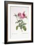 Rosa Centifolia Foliacea-Pierre-Joseph Redouté-Framed Giclee Print