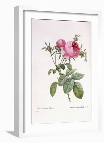 Rosa Centifolia Foliacea-Pierre-Joseph Redouté-Framed Giclee Print