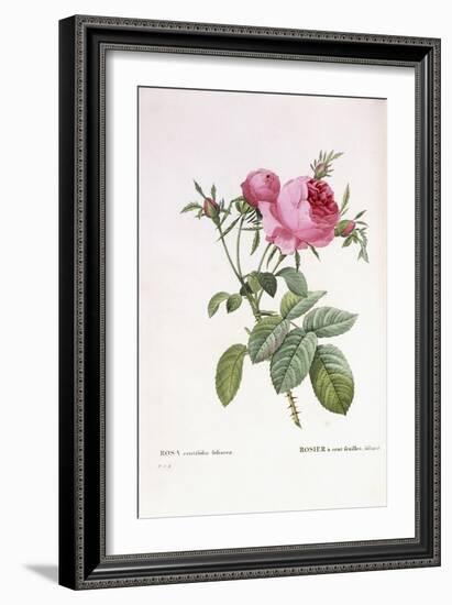 Rosa Centifolia Foliacea-Pierre-Joseph Redouté-Framed Giclee Print