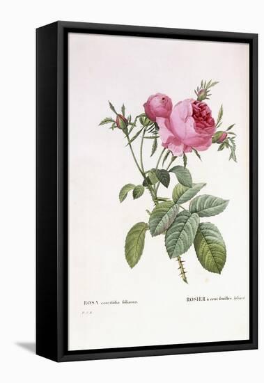 Rosa Centifolia Foliacea-Pierre-Joseph Redouté-Framed Stretched Canvas