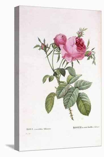 Rosa Centifolia Foliacea-Pierre-Joseph Redouté-Stretched Canvas